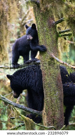A black bear cub (coy) plays on a branch in a tree above his mother, who is also perched in the tree