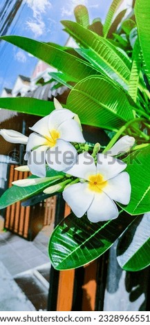 white flowers frangipani flowers beautiful