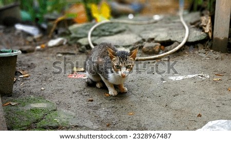 an adorable little cat is beside the house