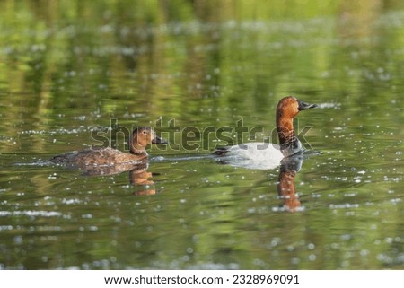 Pair of common pochards - Aythya ferina swimming in water. Green water background. Photo from Milicz Ponds in Poland