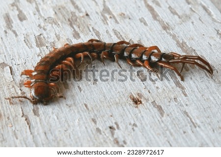 Dead forest centipedes are blackish brown