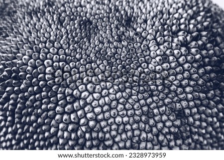 Abstract creative background. Shot of tropical jack fruit peel, look like dragon scales. Mystic mood, extraordinary flora, sample of amazing beauty nature planet, design wallpaper. Black white colour