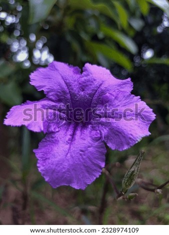 laos plant, laos flower, in lao, purple flower in laos, purple plant in laos