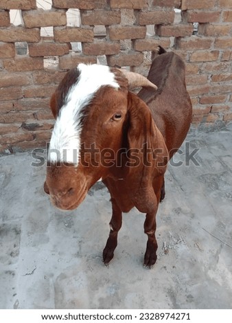 selective focus photo of beautiful male goat 