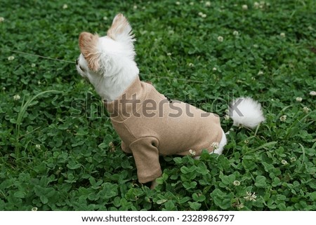 A cute Chihuahua wearing cloth on summer grass