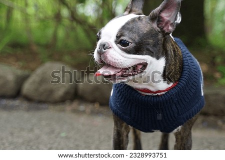 Boston terrier wearing a white and blue close walking in a park