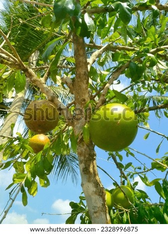 bear fruit, the fruit is large like grapefruit and can be used as medicine,grows in the tropics.