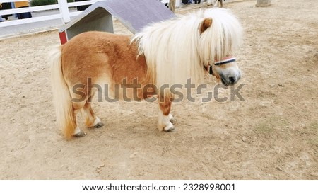 The appearance of a brown mini pony with cream colored hair