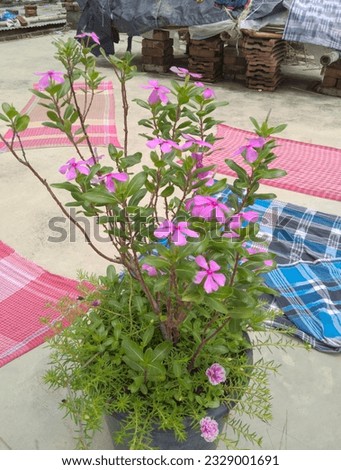 Catharanthus roseus, commonly known as bright eyes, Cape periwinkle, graveyard plant, Madagascar periwinkle, old maid, pink periwinkle, rose periwinkle, is a perennial species of flowering plant.