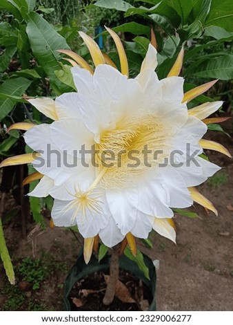 The flowers of the white dragon fruit plant in full bloom look very beautiful and captivate anyone who looks at them.