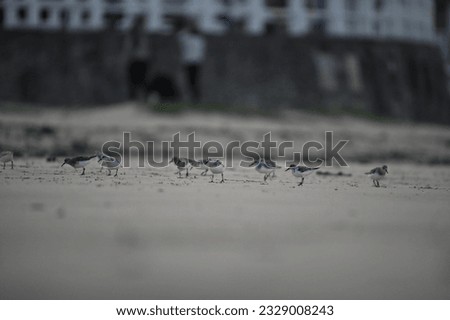 sanderling group running in the beach