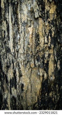 this is a photo of the bark I cut when I was in the garden, the bark is a very important part of the plant, because it can be used for crafts and so on, this photo is also very good for making website