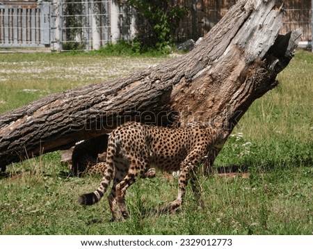 cheetah with natural background in a zoo