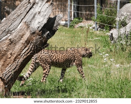 cheetah with natural background in a zoo