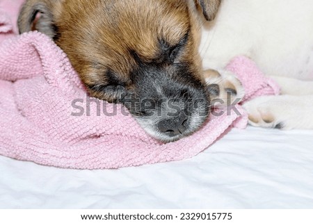 sleeping jack russell breed puppy