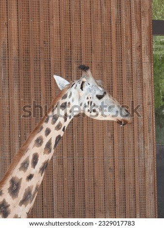 close up of a giraffe at schmieding zoo in austria
