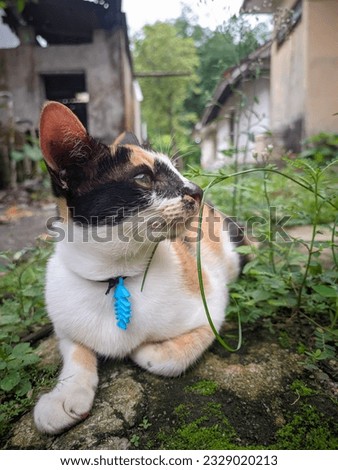 closeup of a tricolor tabby cat relaxing on a cement floor near wild green grass enjoying the morning view
