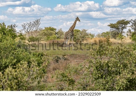 Giraffe enjoying free nature in south africa