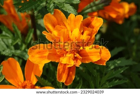 Marigold flowers with delicate petals during summer bloom