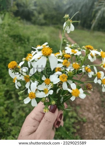 A bunch of Spanish needles or Bidens alba flowers, holding on hand.