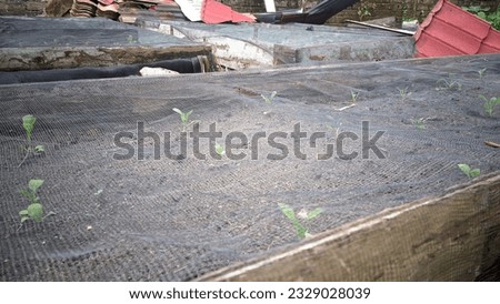 Vegetable Plantation , Lots of Plank Blocks Filled with Fertile Clay there are rows of vegetables planted and covered with black netting for pest control Royalty-Free Stock Photo #2329028039