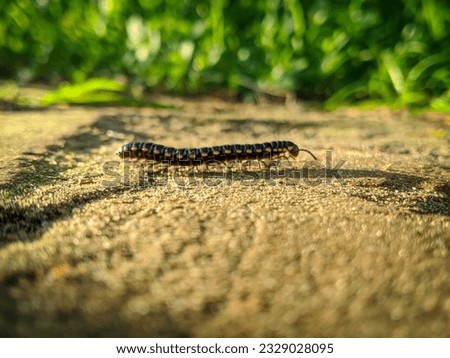 Millipede Insect.
A yellow-spotted millipede
 insect on the ground