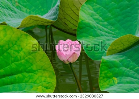 The Lotus and Lotus Leaves in the Lotus Pond