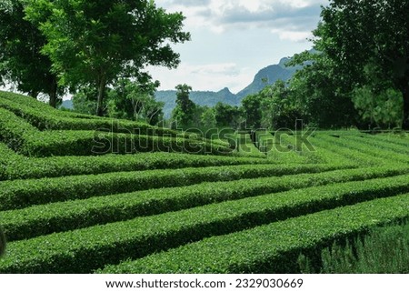 Green fields in Khao Yai in the rainy season
