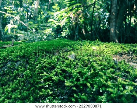 Green Life Nature Plant Grass Macro  Sri Lanka Ceylo Photography