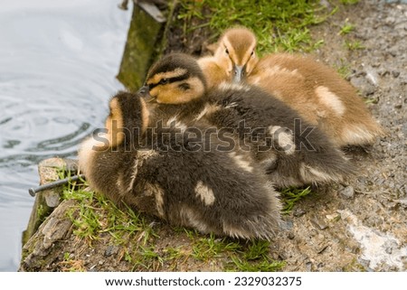 close up of three cute duckling resting on the river bank