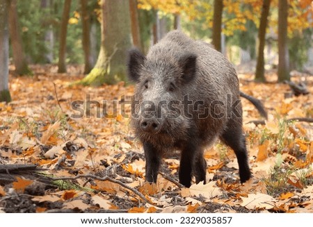 The european wild boar in forest Royalty-Free Stock Photo #2329035857