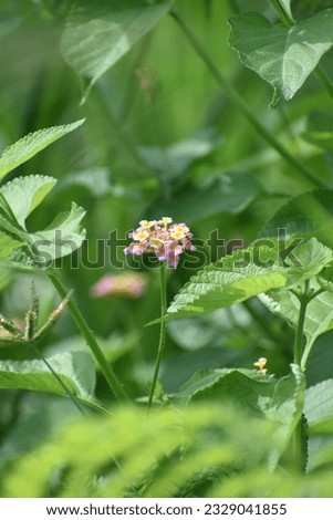 pink lantana flowers on green leaves background in garden, Lantana Camara in beautiful red and yellow colors, smooth blurred backgrounds.