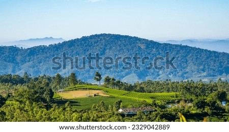Munnat Tea Plantation, Kerala, India.