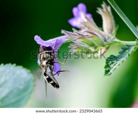 Hoverfly (Scaeva pyrastri) isn sucking nectar from flower.