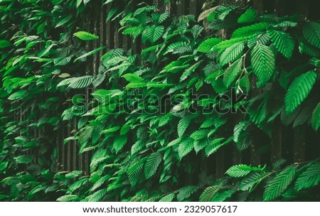 Green plant background, fresh green leaves for nature wallpaper. Green plant background, fresh green leaves for nature wallpaper