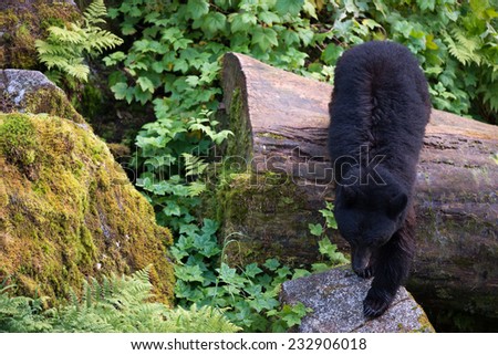 Black Bear jumps off of a log onto a rock