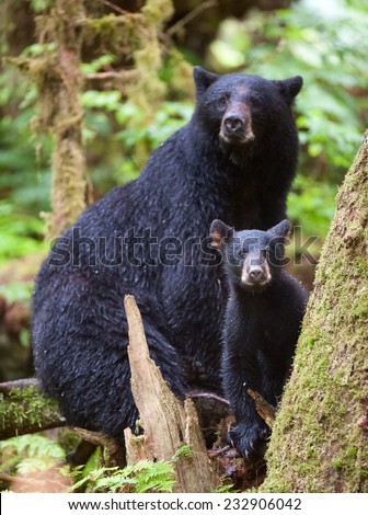 A black bear cub (coy) takes a break from climbing on a tree to investigate the photographer,  in the rainforest with mother close by