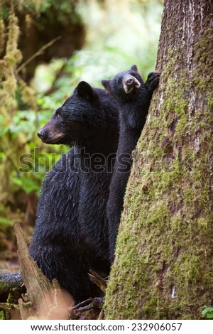 A black bear cub (coy) climbing on a tree in the rainforest with mother close by