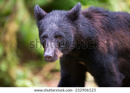 A young, curious black bear looks at photographer as he is walking toward camera, close up