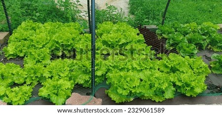lettuce plantation in an organic garden in the basque country