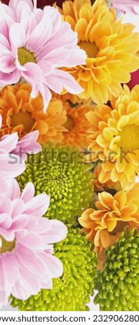bright, yellow, red, green, pink, orange chrysanthemum flowers, a beautiful bouquet of flowers, background, picture, macro, shot from above