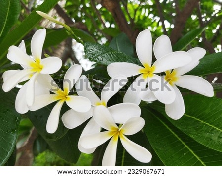 Michelia flowers are known for their exquisite beauty and captivating fragrance. They belong to the Magnoliaceae family, which includes various species of evergreen or deciduous trees and shrubs.
