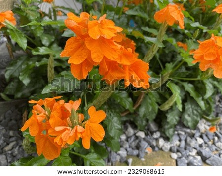 orange flower bush bright colors in the garden