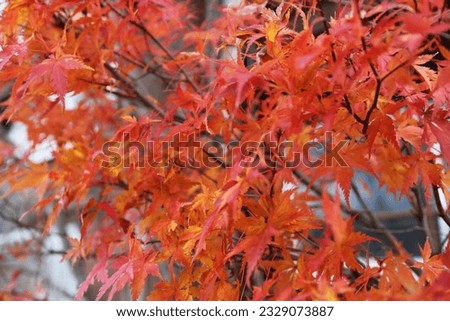 The beauty of maple during autumn in Japan.