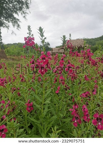 purple flora flower field in farm