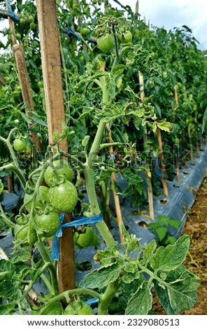 tomato plant attacked by virus with curly leaves Royalty-Free Stock Photo #2329080513