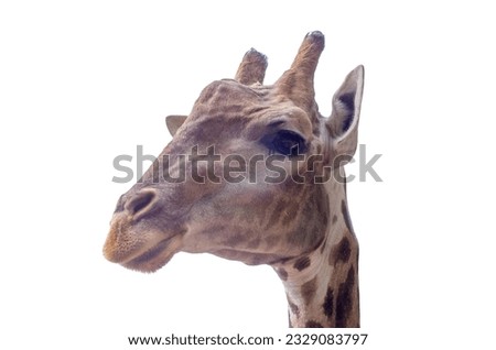 Close up of a Giraffe head staring at camera