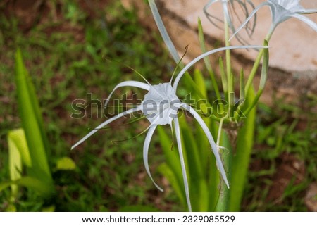 spider lily blooming at the edge of the garden