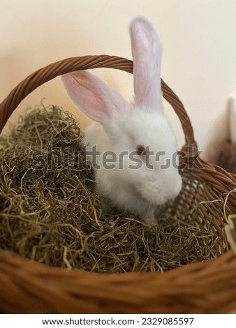 Photo of a bunny in a twig basket 