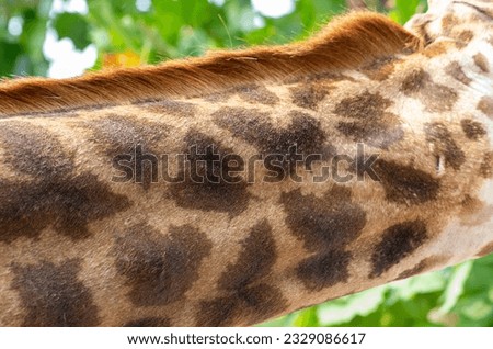 Giraffe skin pattern for background